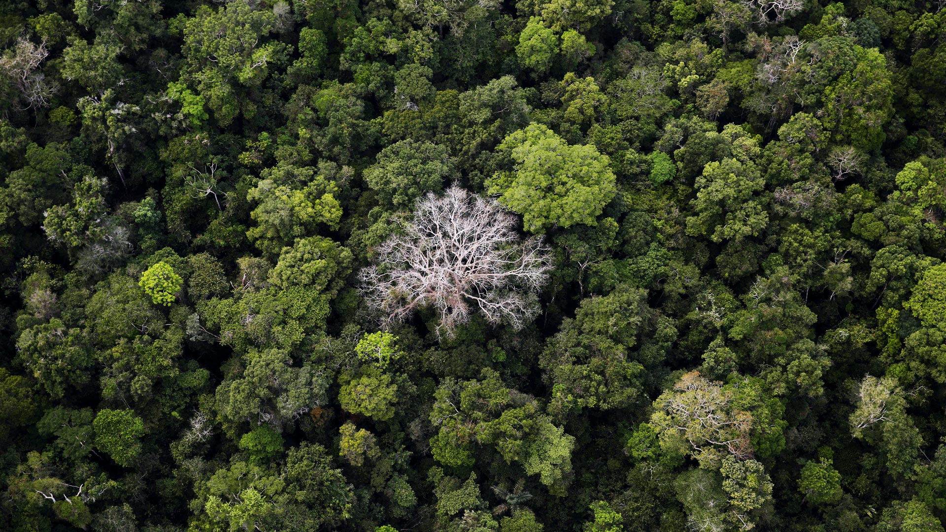 Autosuficientes y subestimados: los árboles del Amazonas crean su propia lluvia