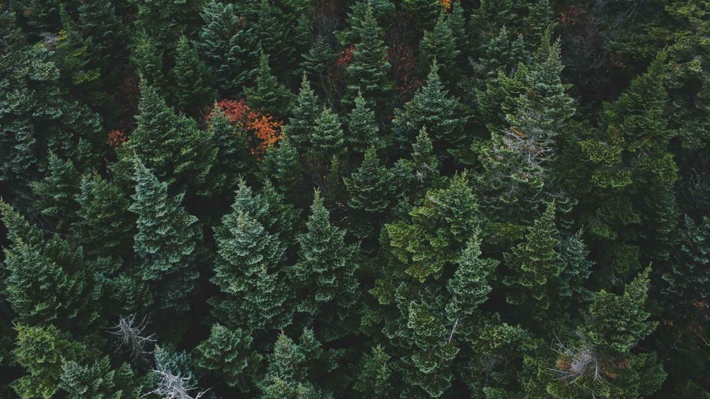 ¿Mejoran los árboles nuestra salud? Una ciudad de EEUU planta 8.000 ejemplares para averiguarlo 1