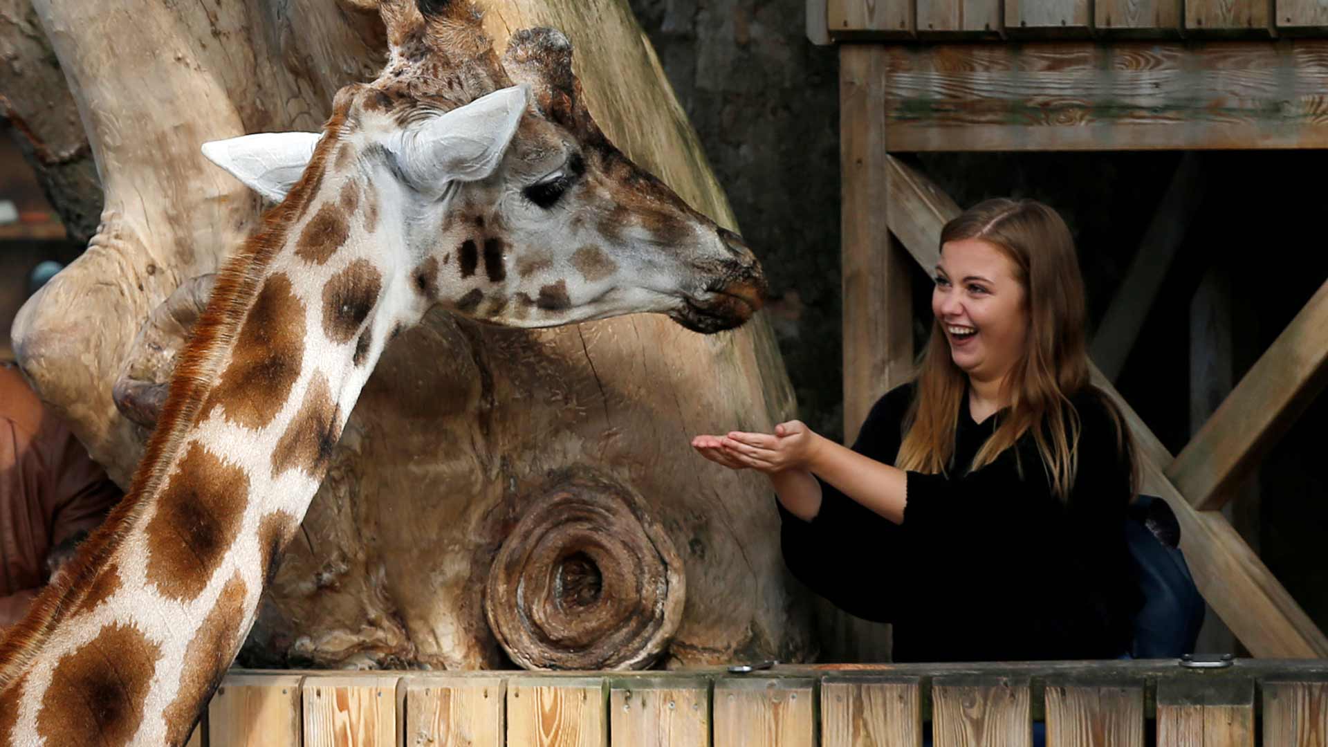 Muere la jirafa semental más vieja de Europa