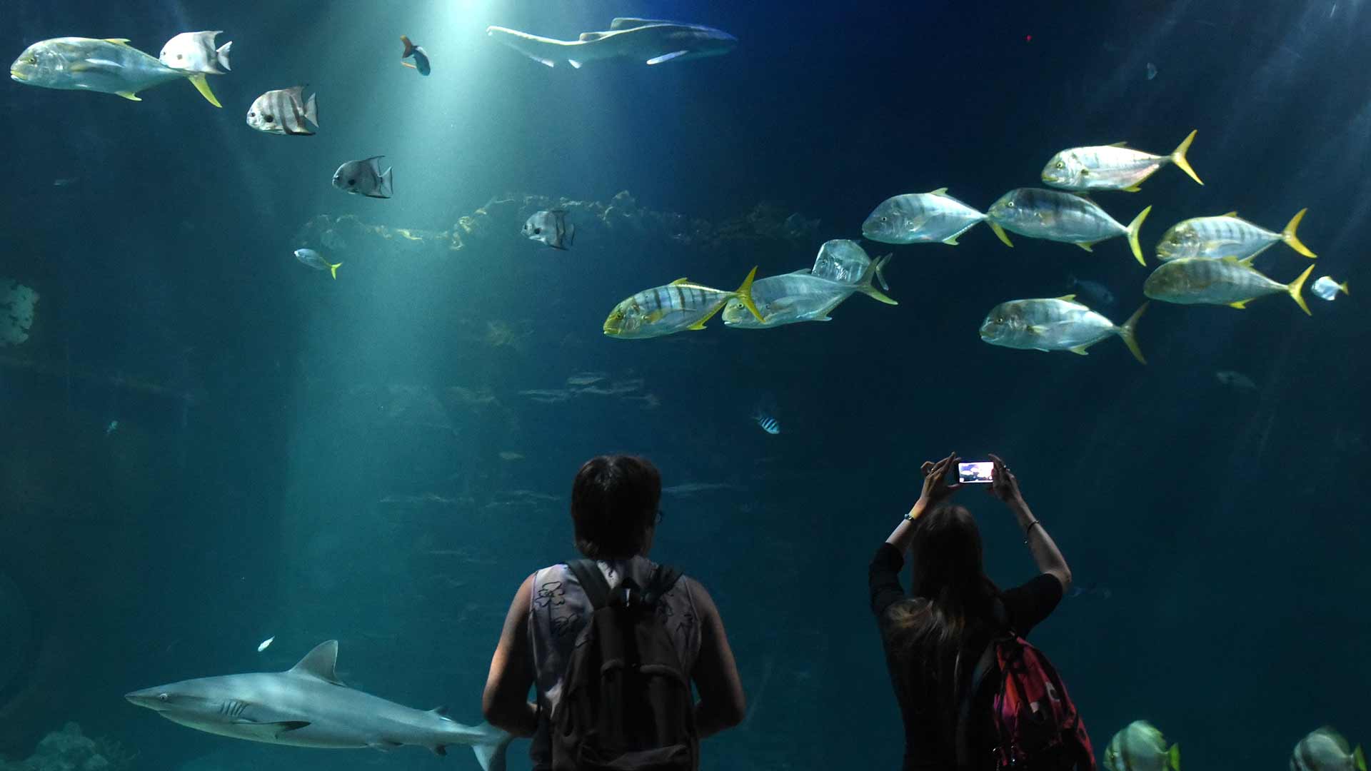 Mueren más de 1.200 peces en un acuario de Tokio por falta de oxígeno