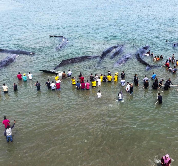 Una cadena humana logra rescatar a seis cachalotes varados en Indonesia