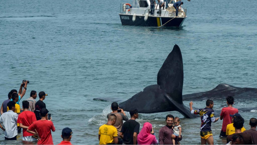 Una cadena humana logra rescatar a seis cachalotes varados en Indonesia 2