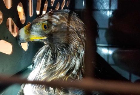 La caza furtiva amenaza la supervivencia del águila real en Albania