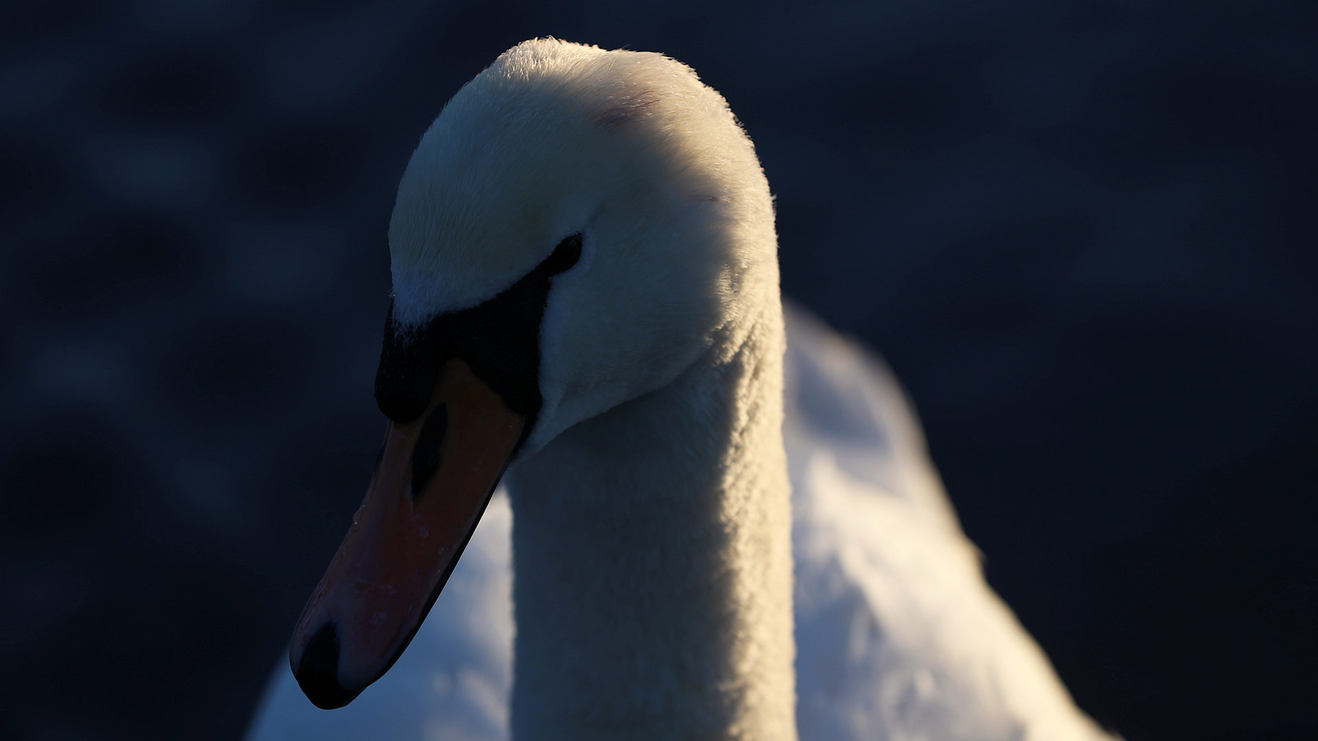 Detectado en Suiza un cisne con gripe aviar