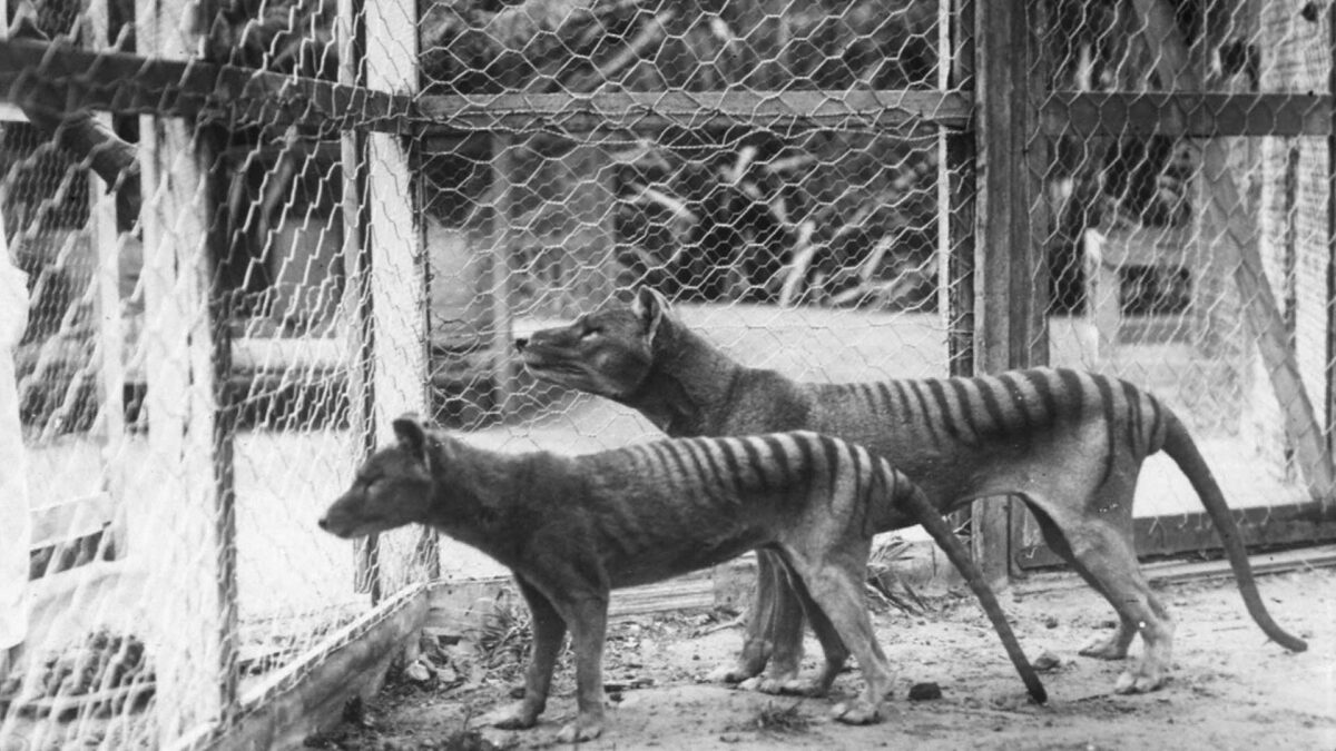 El tigre de Tasmania estaba condenado a la extinción antes de la llegada del ser humano