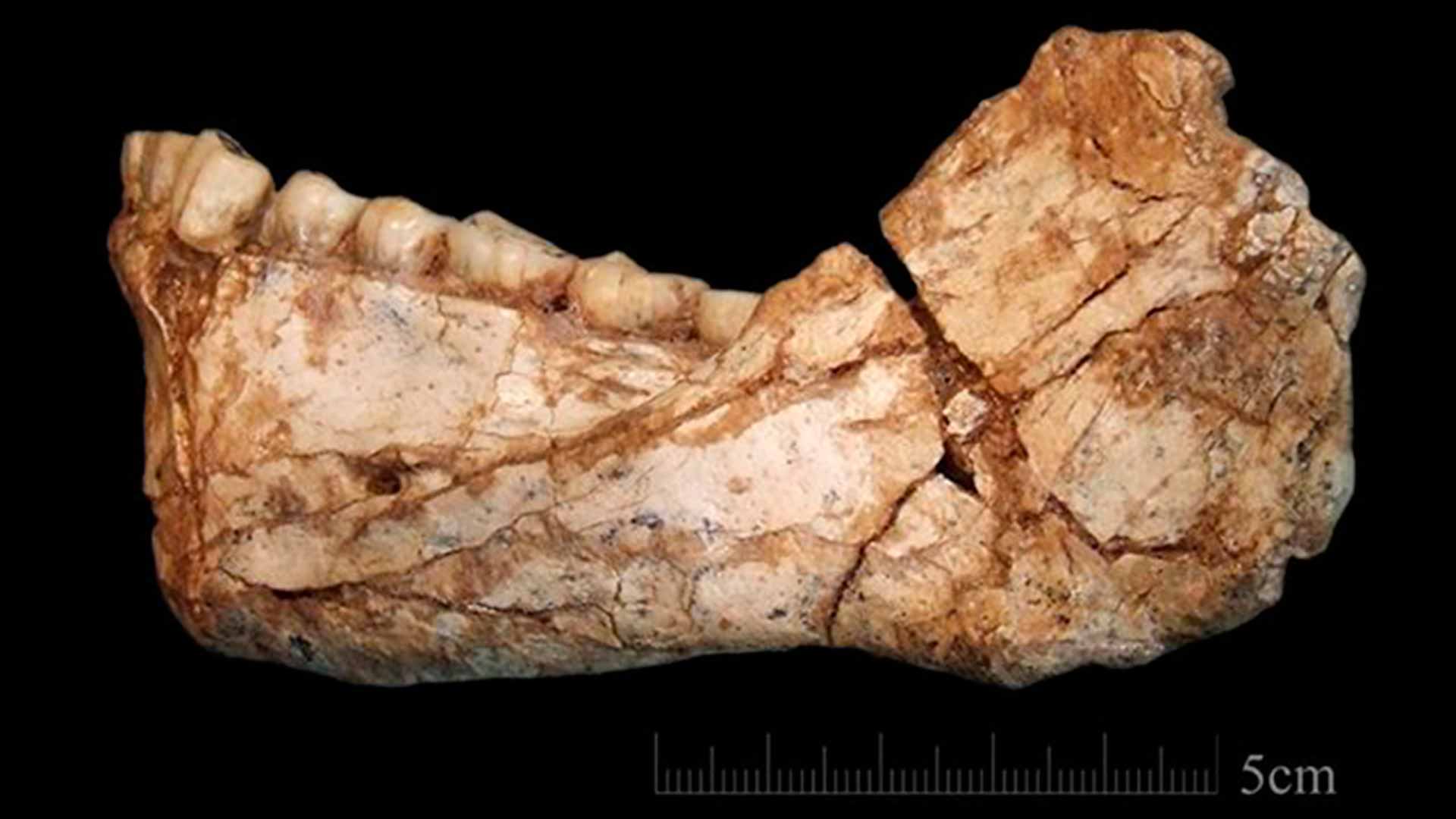 Los fósiles marroquíes de Yebel Irhoud cambian el relato sobre el origen humano