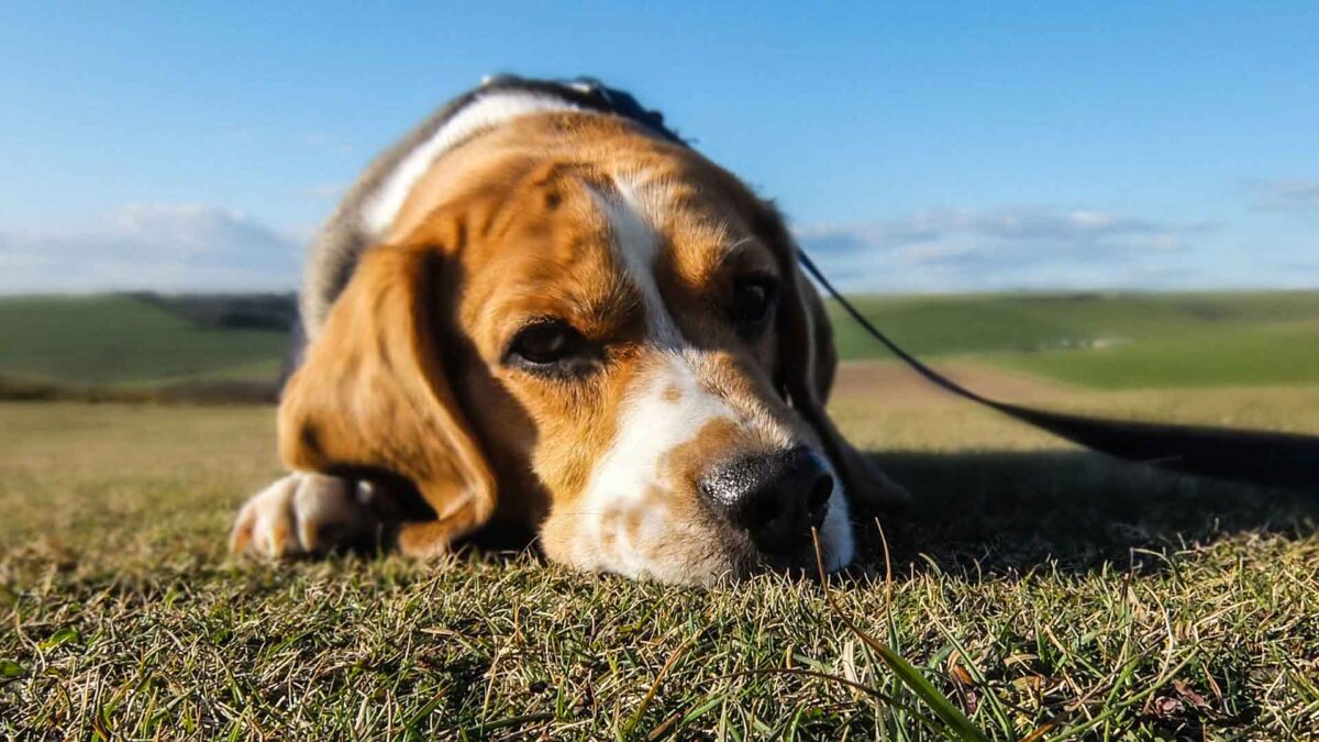 Los animales no son cosas, aunque lo diga el código civil