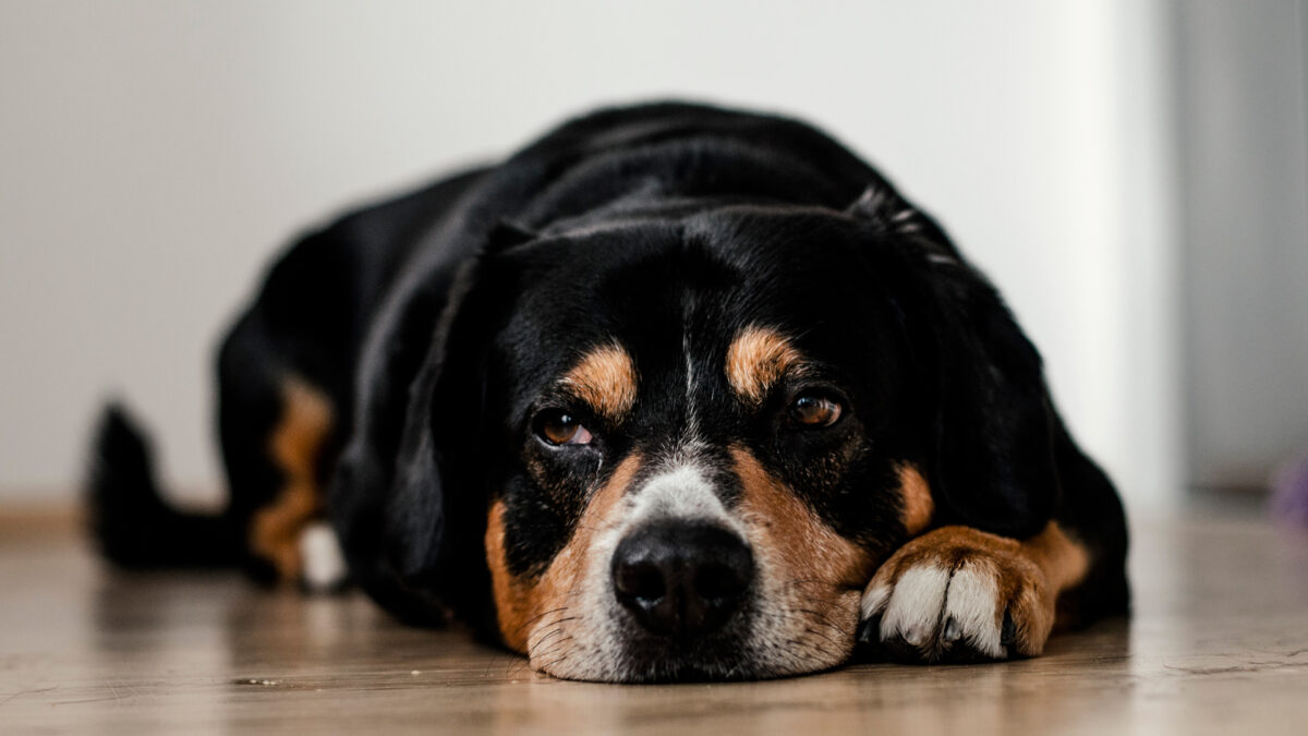 Miedo a los petardos: ¿Qué puedes hacer para ayudar a tu perro?