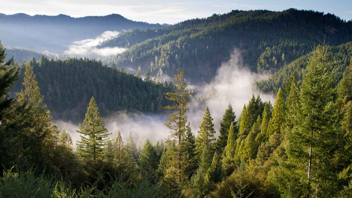 ¿Por qué los bosques solo están creciendo en los países ricos?