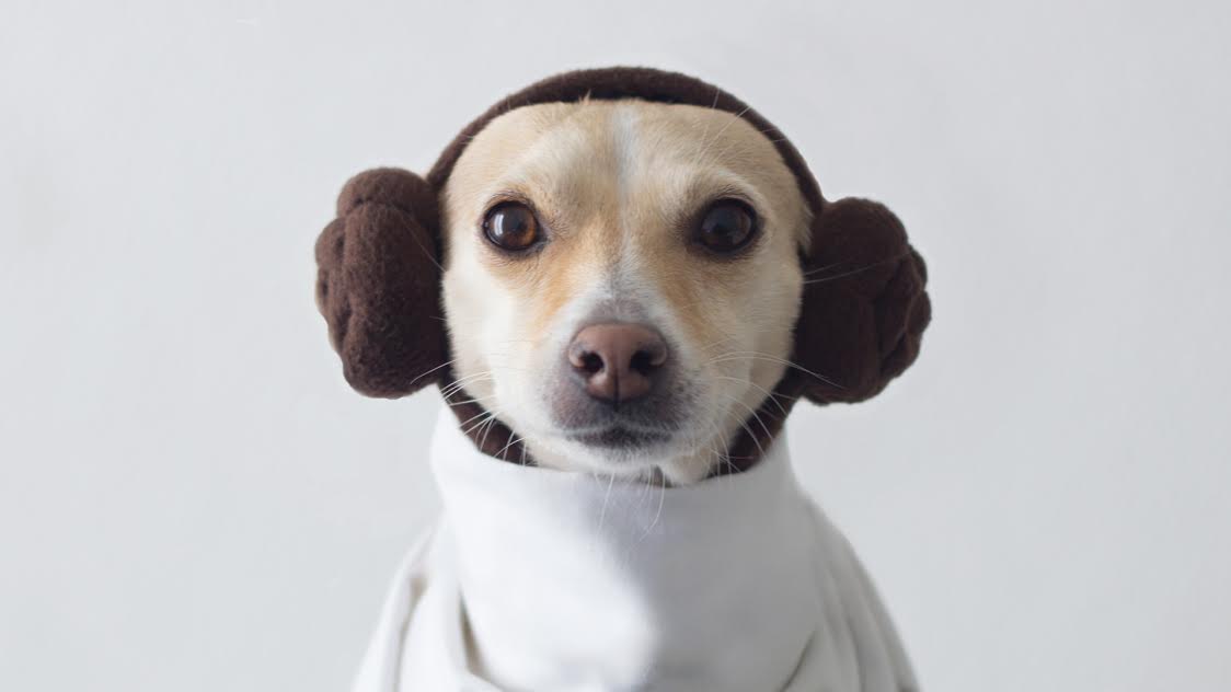 Productos para perros que viven con humanos fanáticos de Star Wars