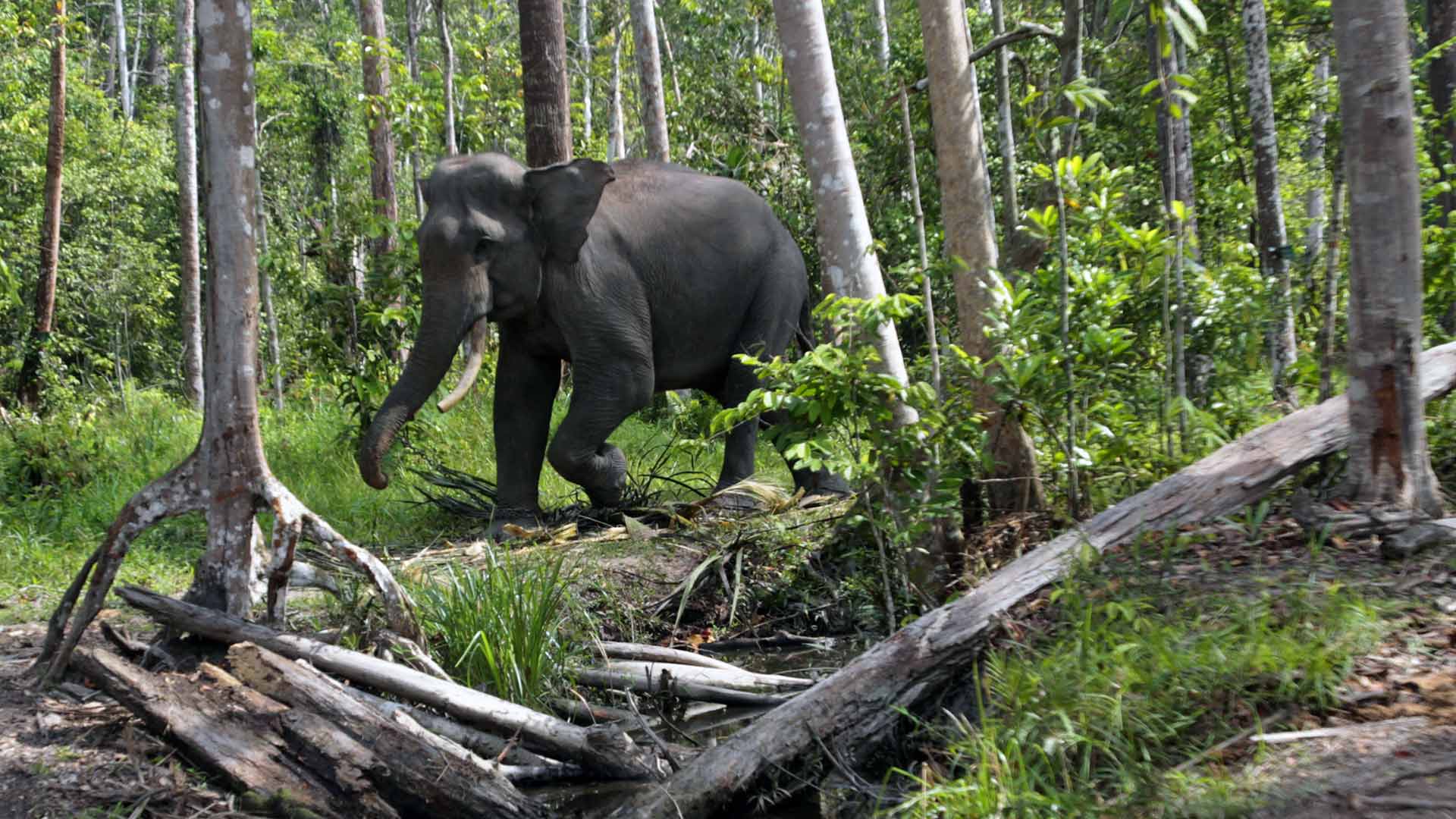 Una elefanta embarazada muere por un posible envenenamiento en Indonesia