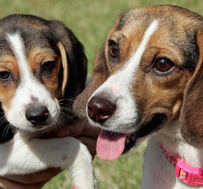 Una empresa china enferma a un perro clonado con ateroesclerosis