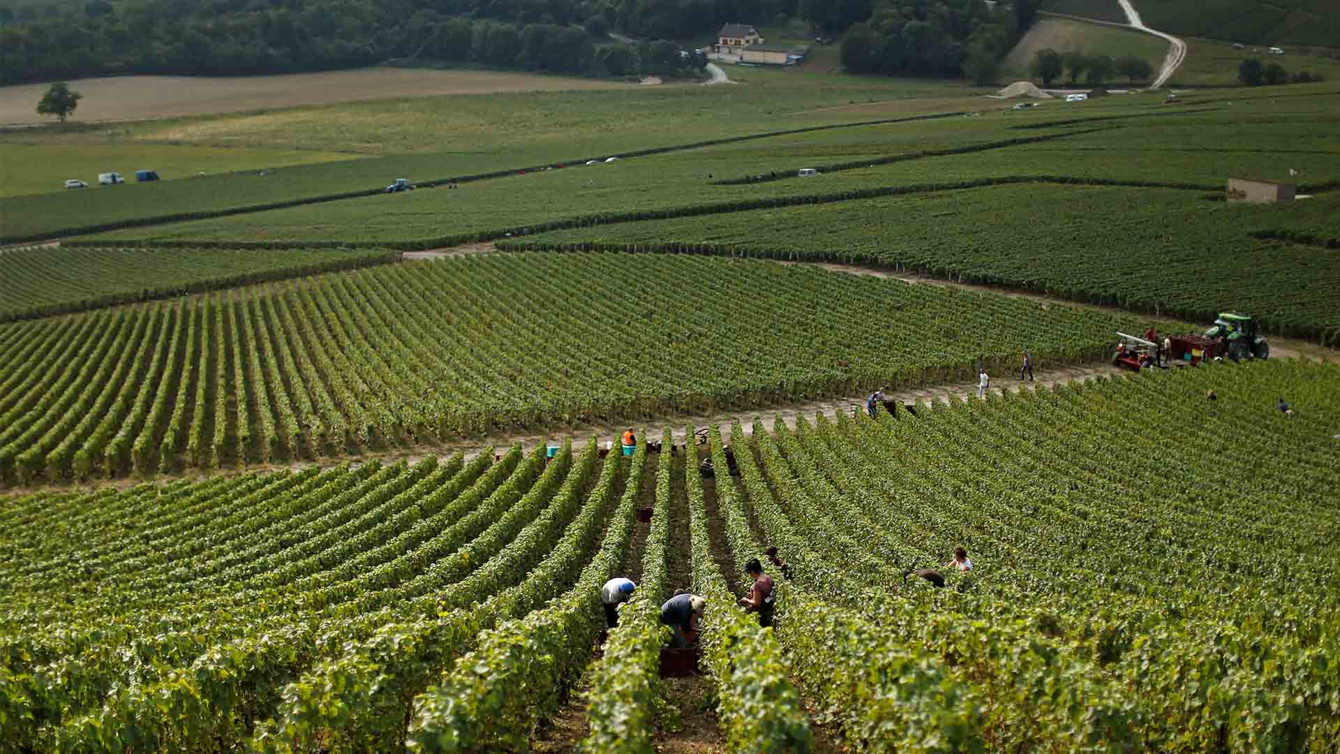 La automatización llega al campo: este es el vino francés cultivado con la ayuda de un robot