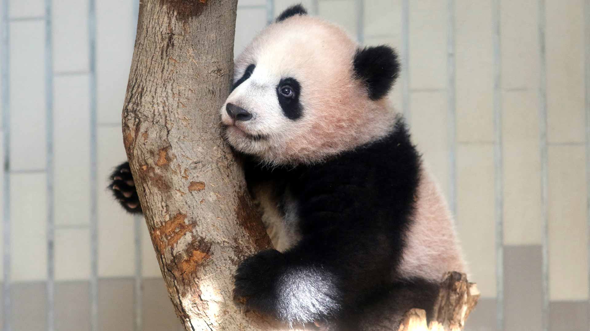 El zoo de Tokio presenta al público a su nueva panda, Xiang Xiang