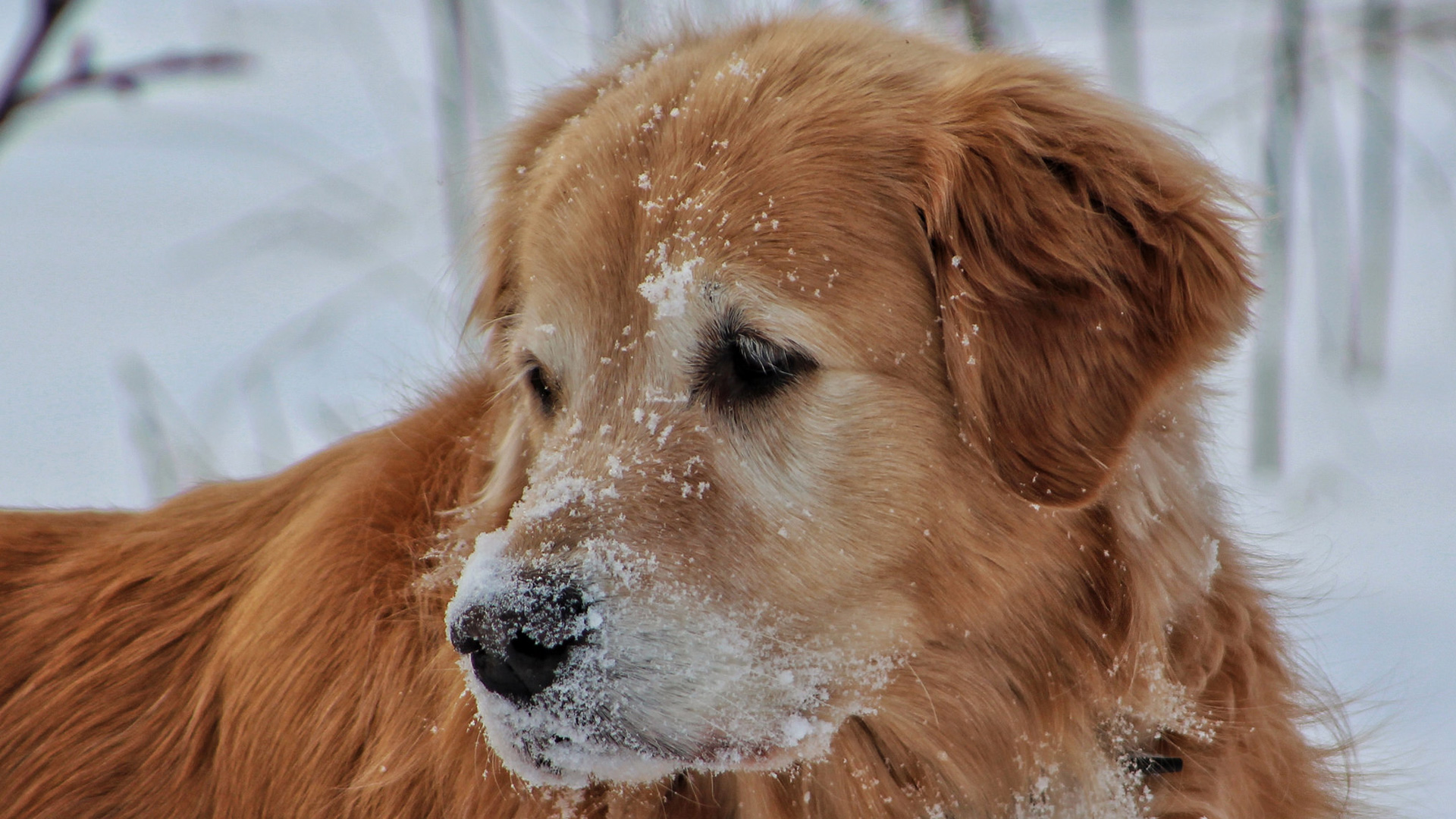7 Tips para cuidar a tu perro en invierno