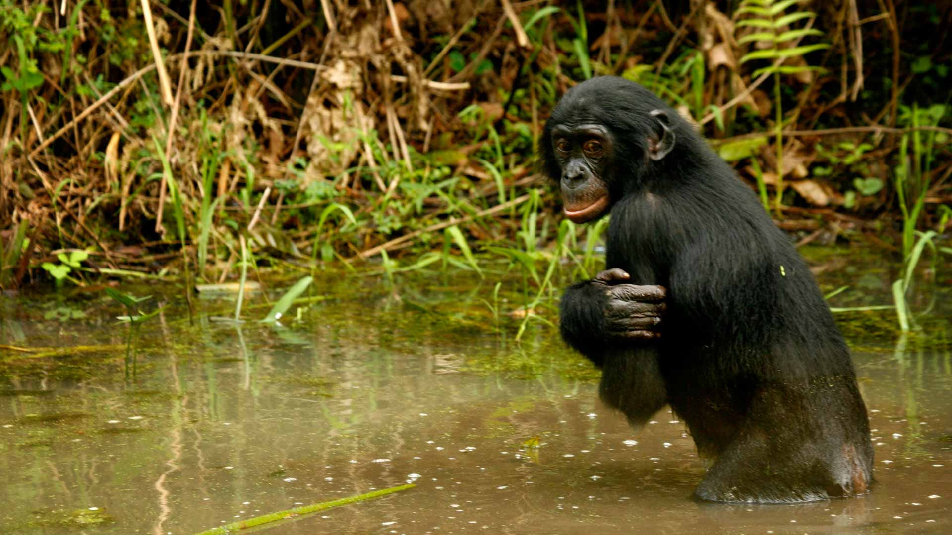 A diferencia del ser humano, el bonobo prefiere los dominantes a los amables