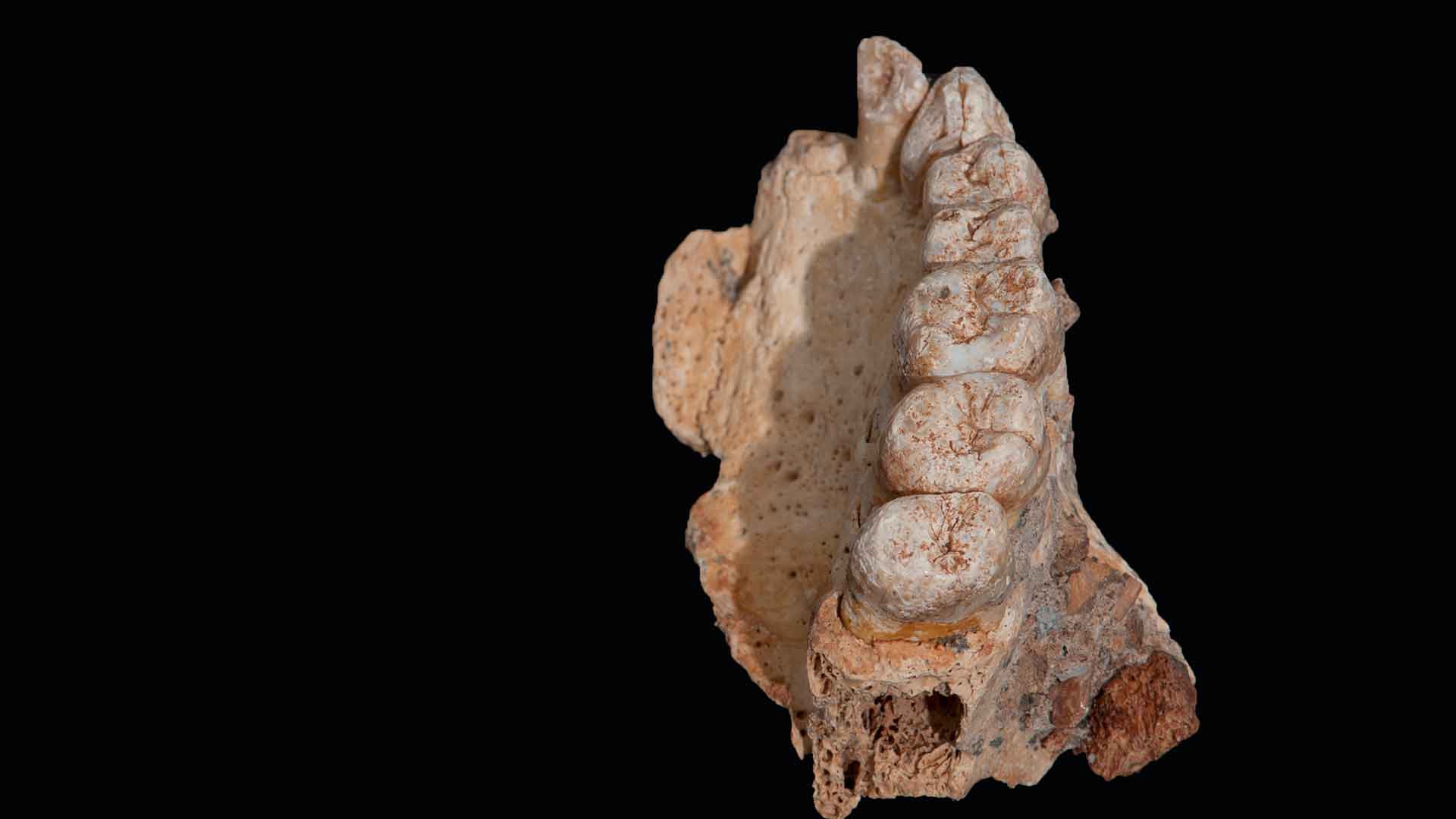 Científicos británicos descubren los restos más antiguos de humanos modernos fuera de África