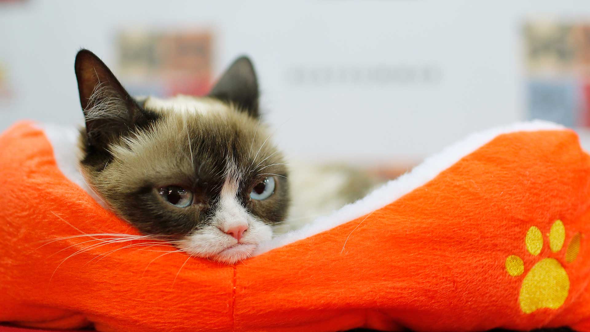 ‘Grumpy Cat’, el famoso gato de los memes, gana una demanda por la explotación de su imagen
