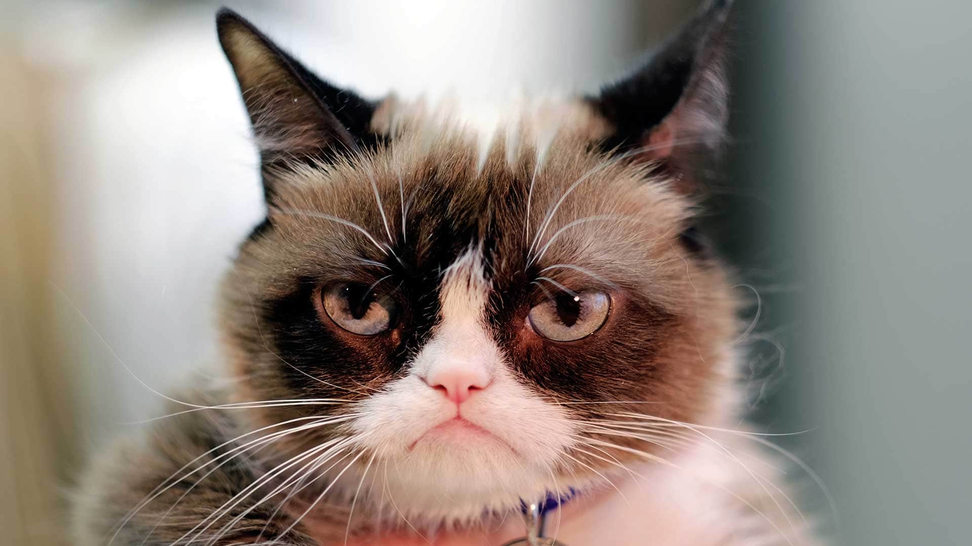 ‘Grumpy Cat’, el famoso gato de los memes, gana una demanda por la ...