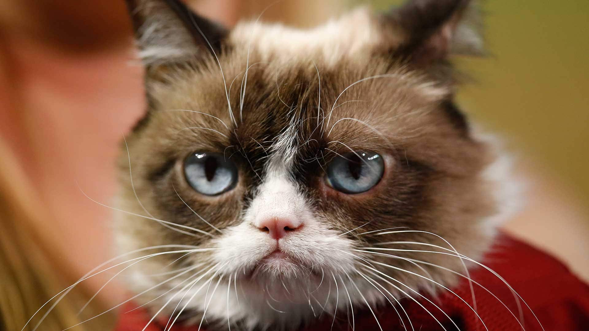 ‘Grumpy Cat’, el famoso gato de los memes, gana una demanda por la ...