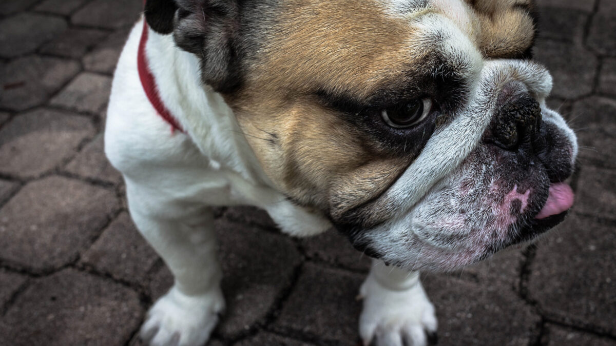 La gente que vive con un perro vive más… ¡Y mejor!