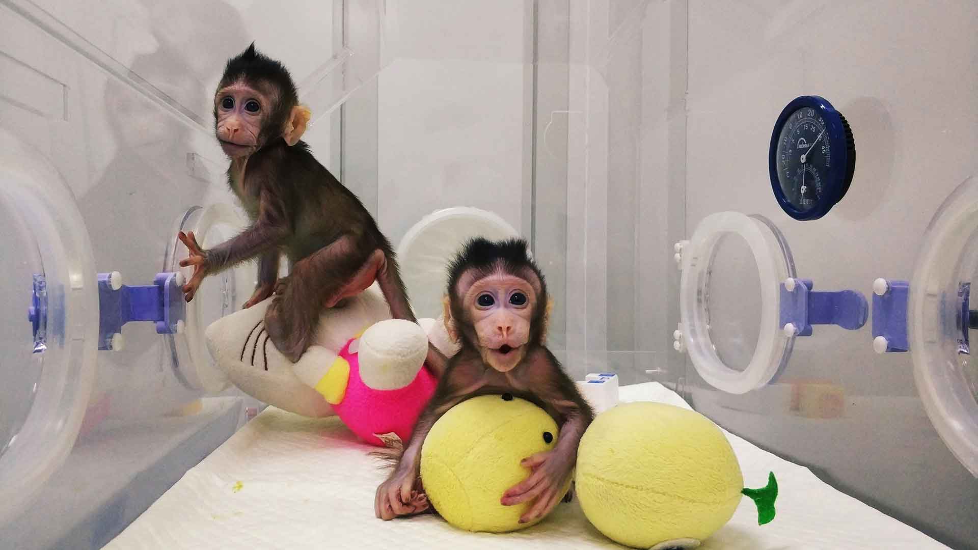 Nacen los primeros monos clonados con la misma técnica usada con la oveja Dolly