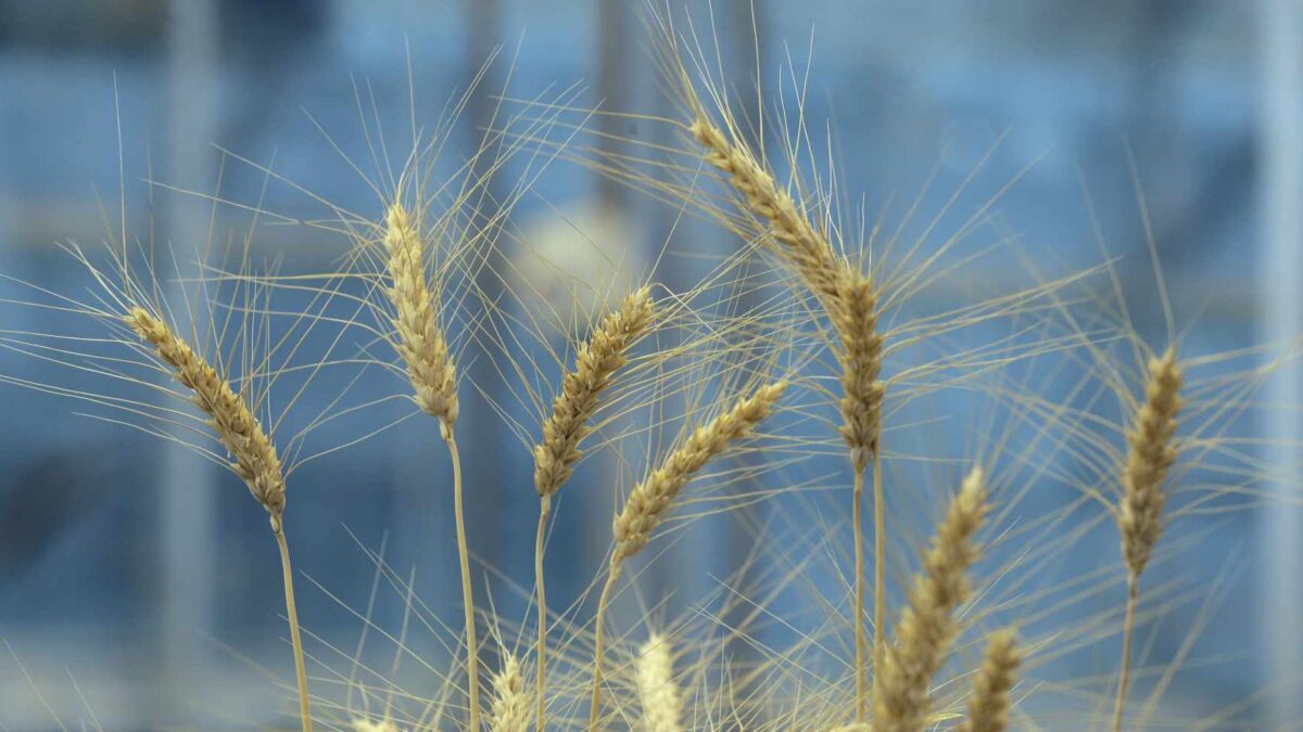 No hay pruebas científicas que justifiquen que los adultos sanos deban prescindir del gluten