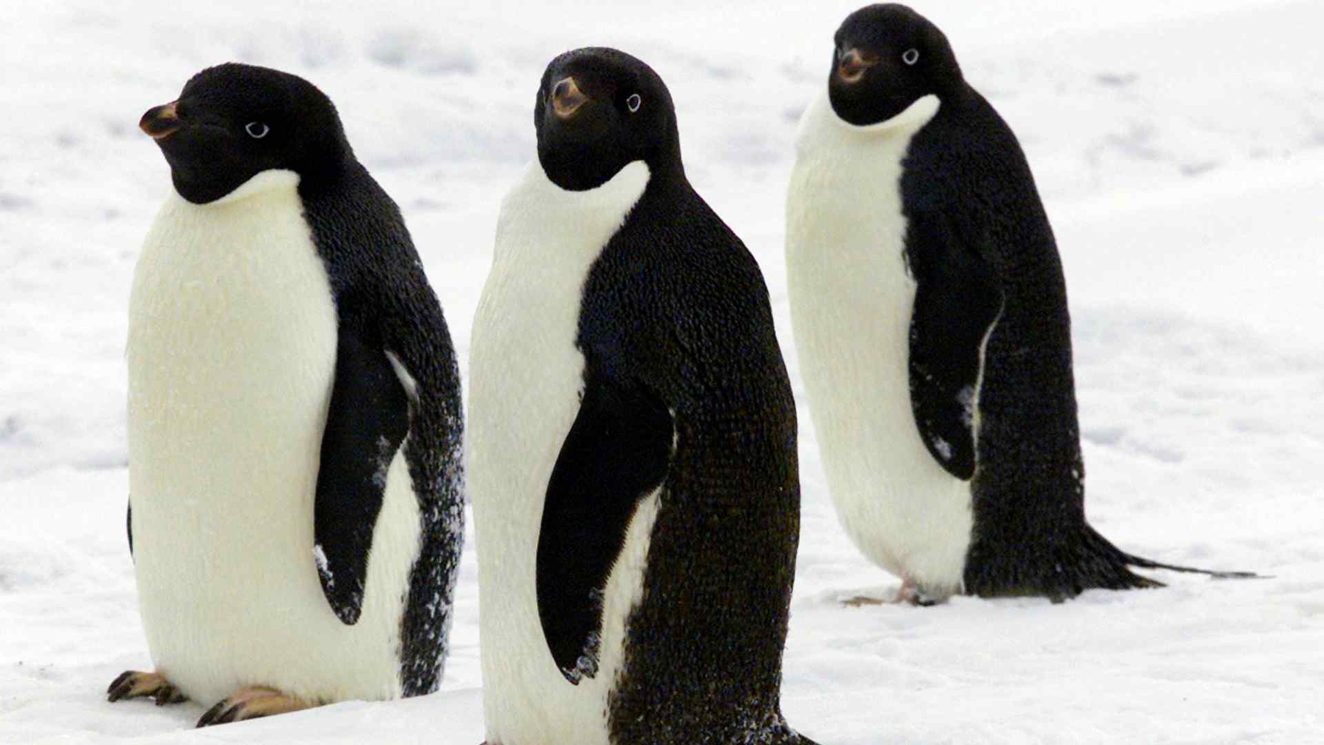 Por qué el Ministerio de Defensa quiere que adoptes un pingüino