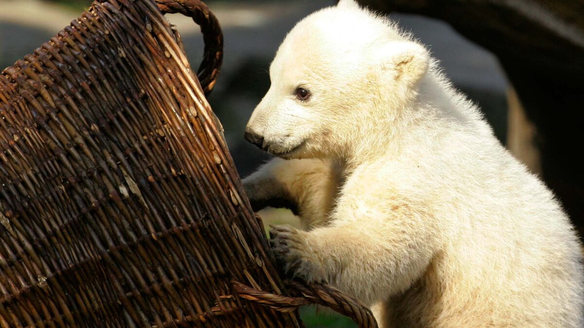 Un osezno polar de menos de un mes muere súbitamente en Berlín