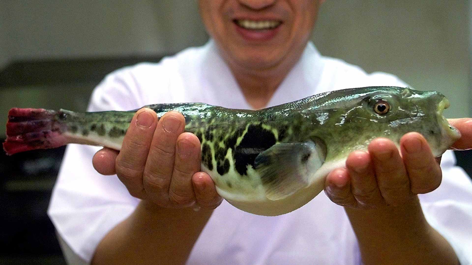 Una ciudad japonesa activa un sistema de alarma por la venta de un pez globo venenoso