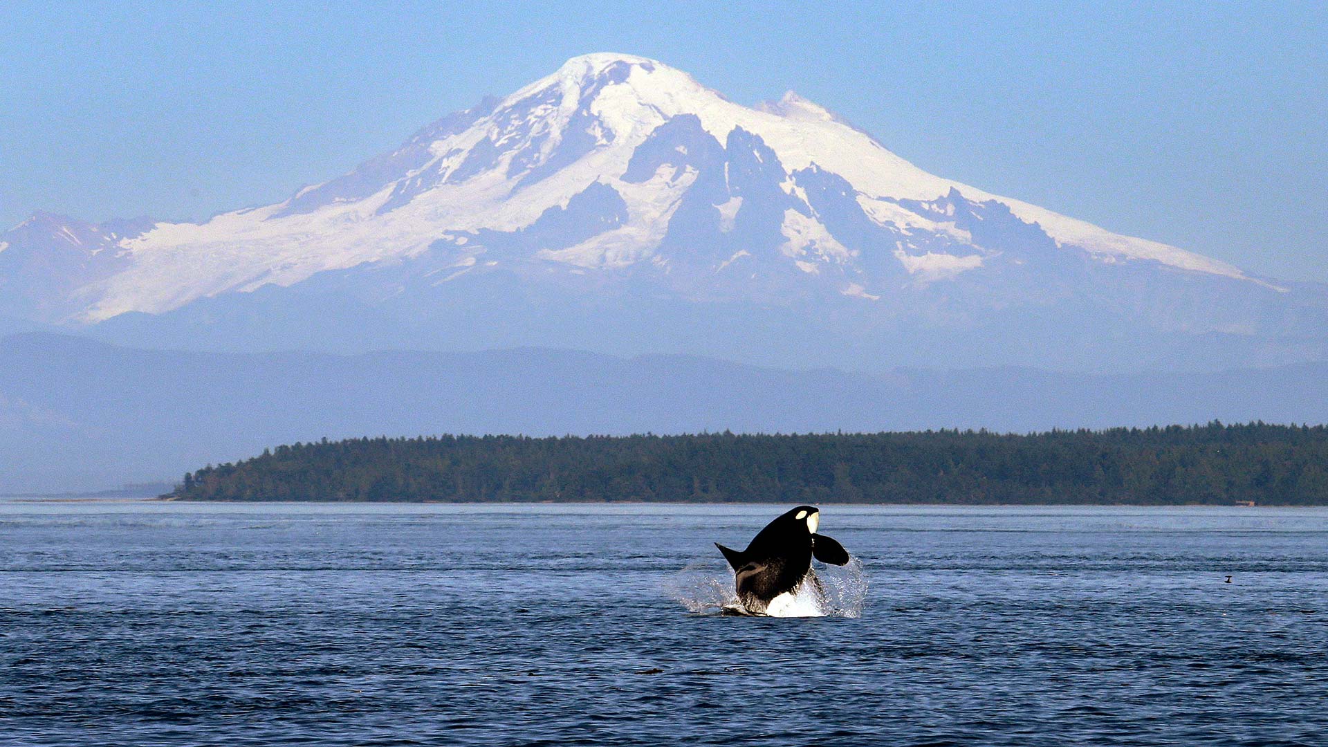 Una orca logra imitar el lenguaje humano y aprende a decir "hello"