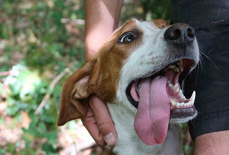 SOS: Primeros auxilios para perros