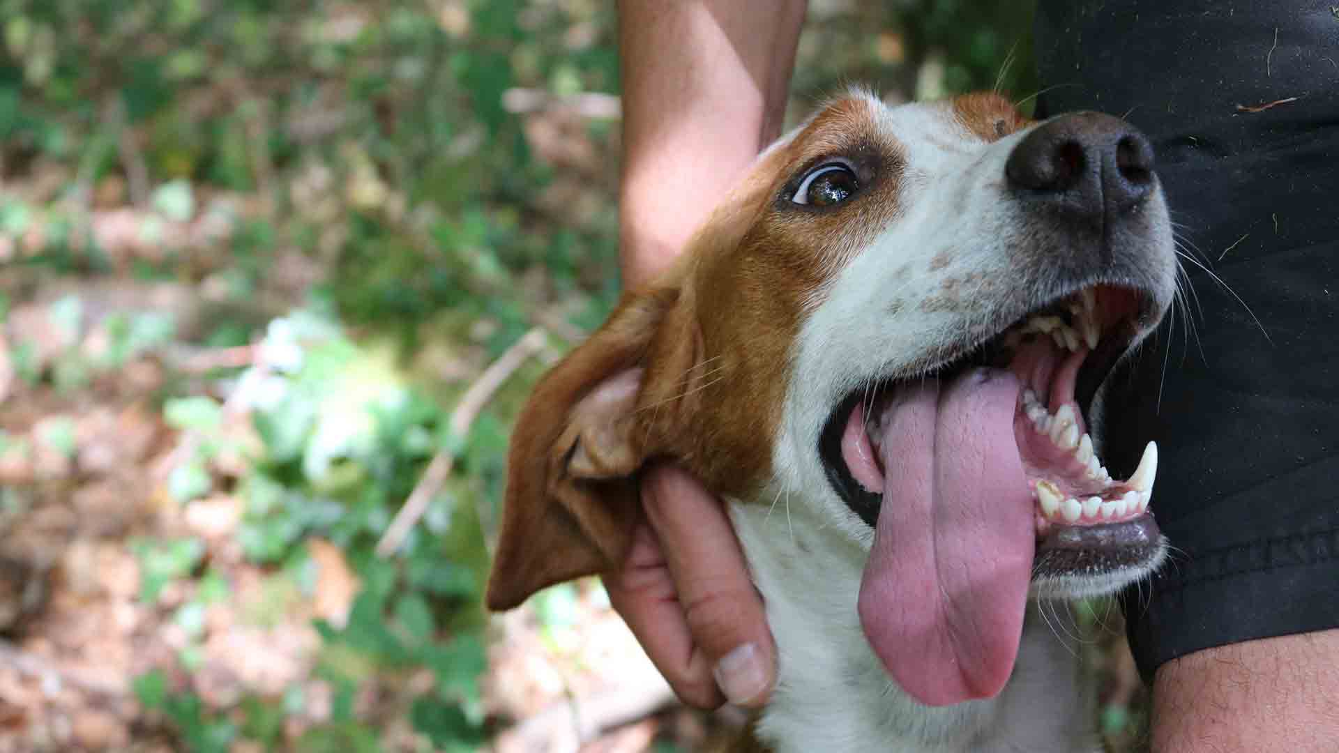 SOS: Primeros auxilios para perros