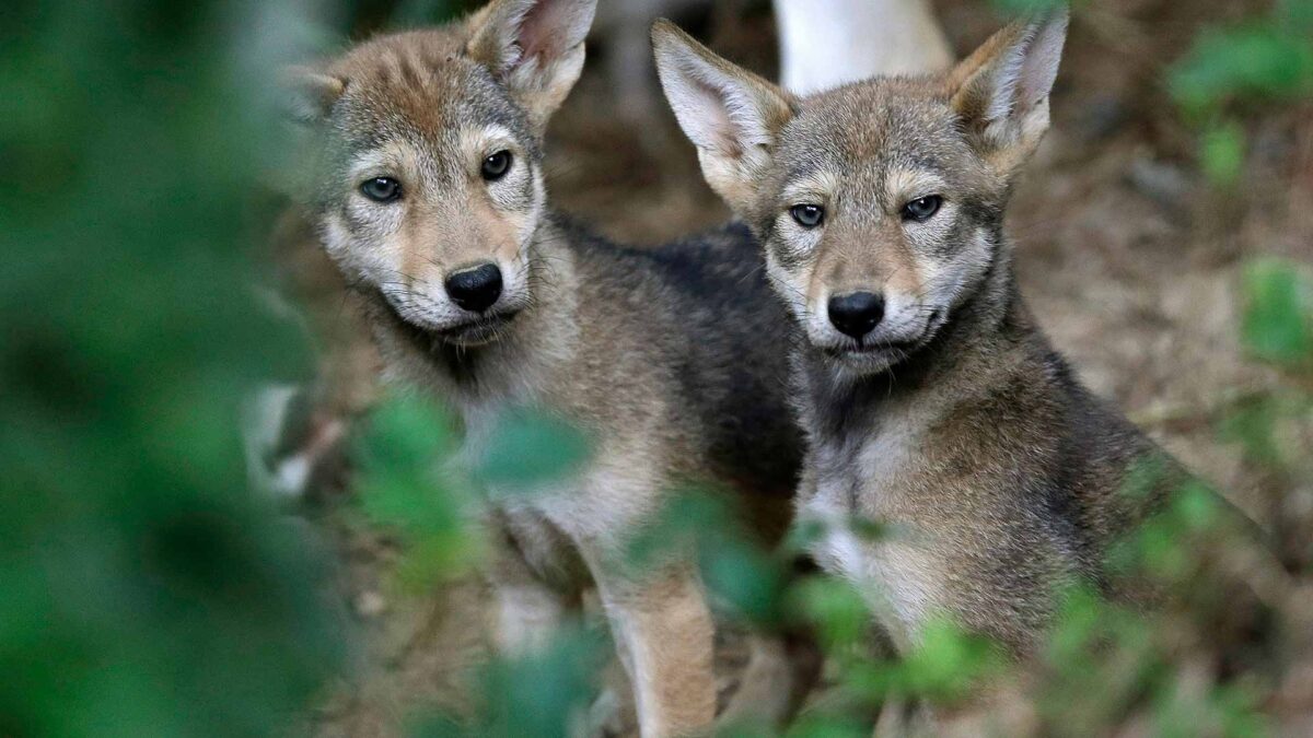 Francia autoriza matar hasta 40 lobos para limitar los daños de sus ataques