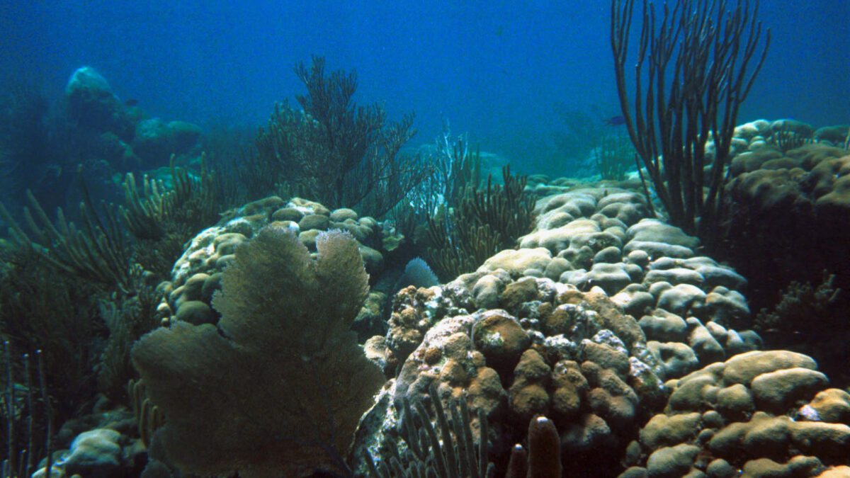 Los arrecifes de moluscos australianos, un desastre ecológico desconocido