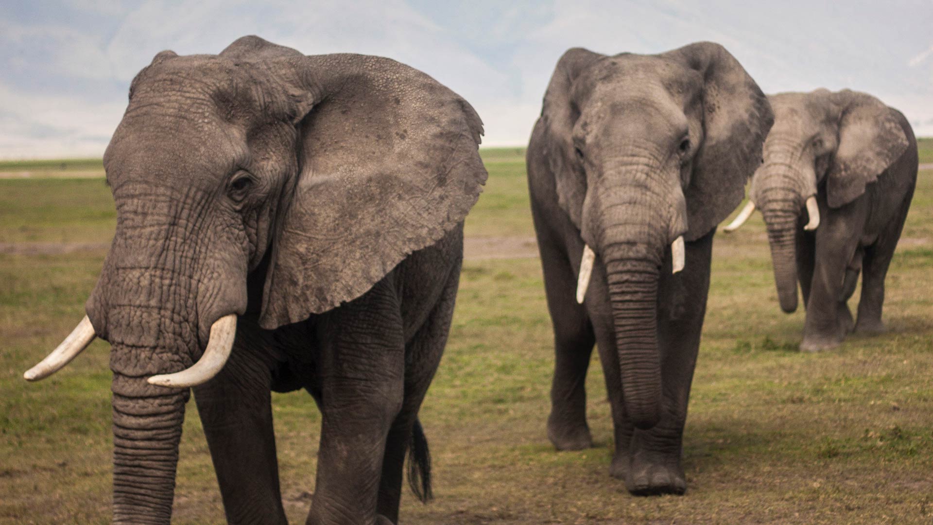 Los elefantes se niegan a extinguirse: así se llaman para huir de la caza furtiva