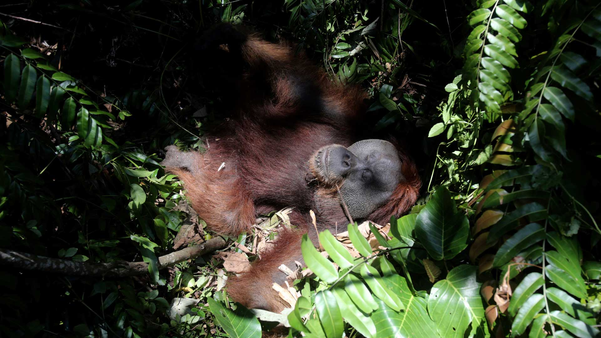 Más de 100.000 orangutanes han muerto por la caza y la deforestación en Borneo