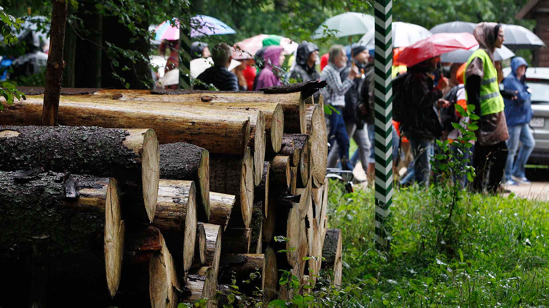 Polonia infringe la legislación de la UE con talas en un bosque protegido, según un abogado