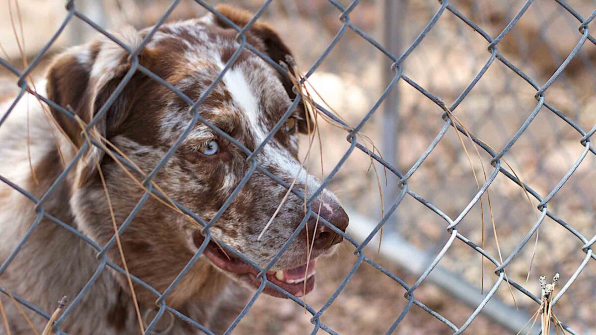 Semana Santa, una excusa más para el abandono