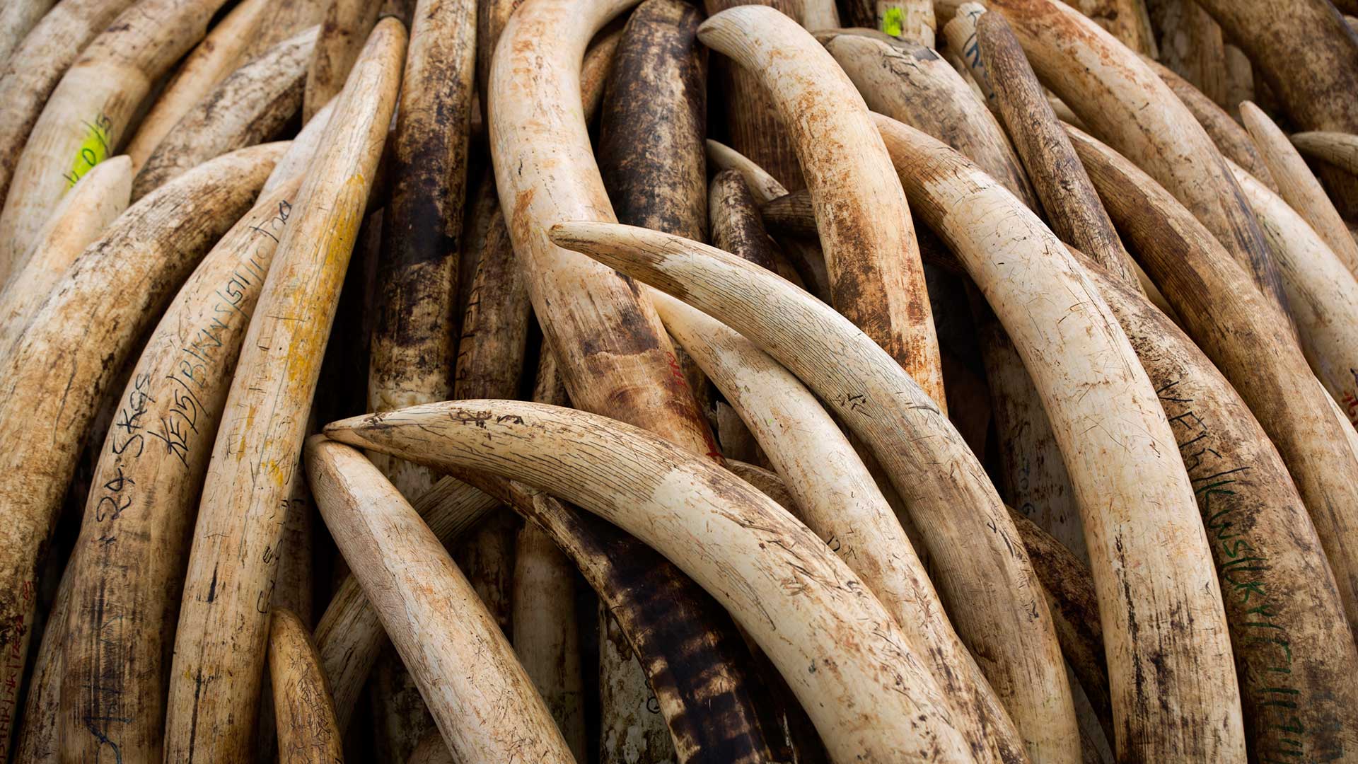 Una treintena de países africanos pide a la UE que prohíba el comercio de marfil
