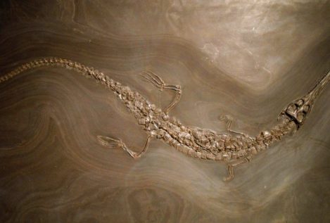 Los cocodrilos prehistóricos australianos vivían en aguas salobres