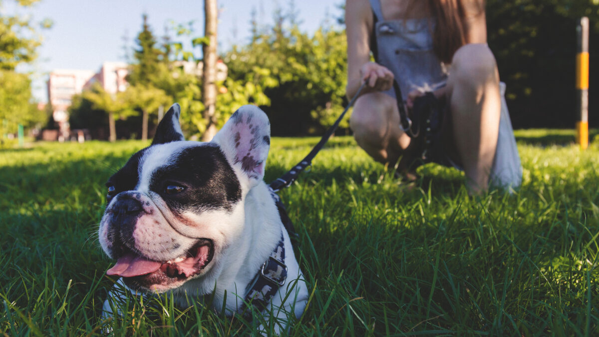 El perro es el mejor amigo de la mujer y hay estudios científicos que lo demuestran