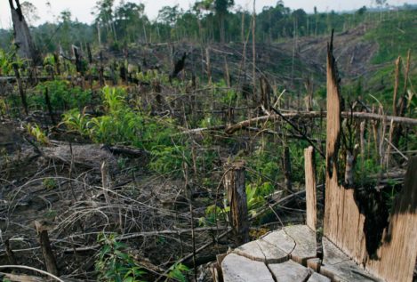 Greenpeace insta a las marcas a revelar sus proveedores de aceite de palma