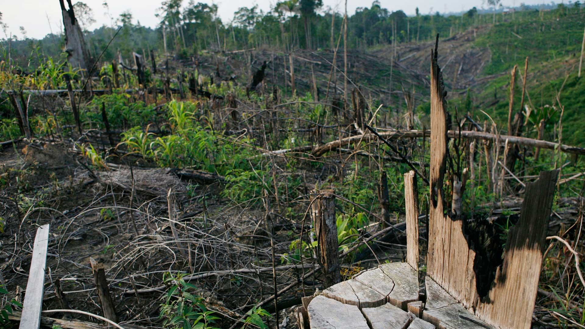 Greenpeace insta a las marcas a revelar sus proveedores de aceite de palma