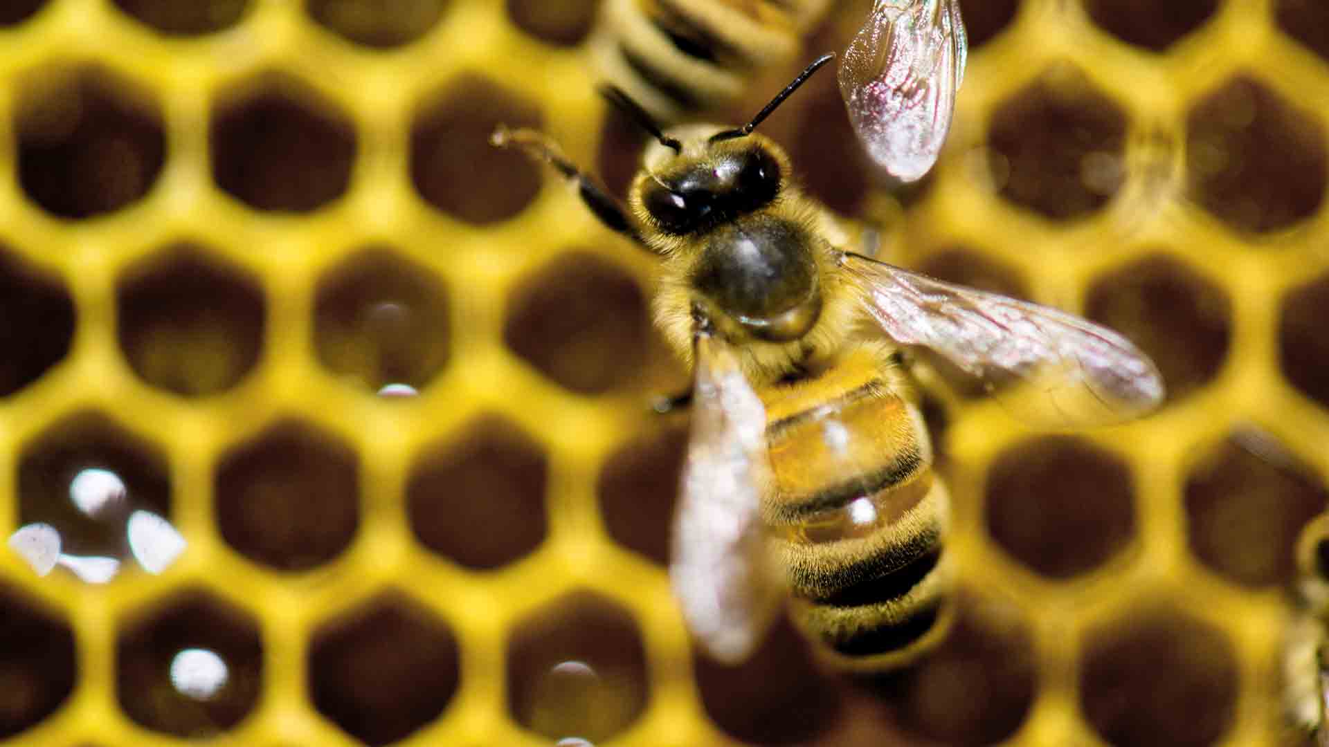 Greenpeace urge a los Gobiernos de la UE a prohibir pesticidas dañinos para las abejas
