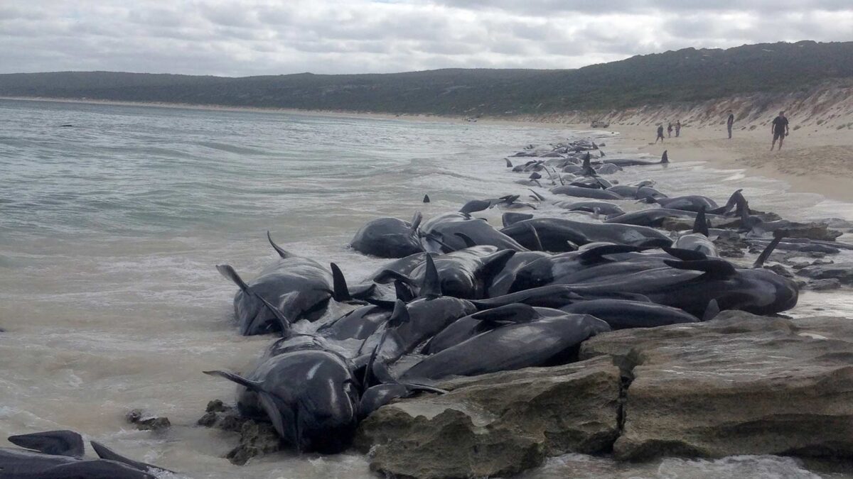 La sexta extinción masiva de la Tierra será provocada por la humanidad