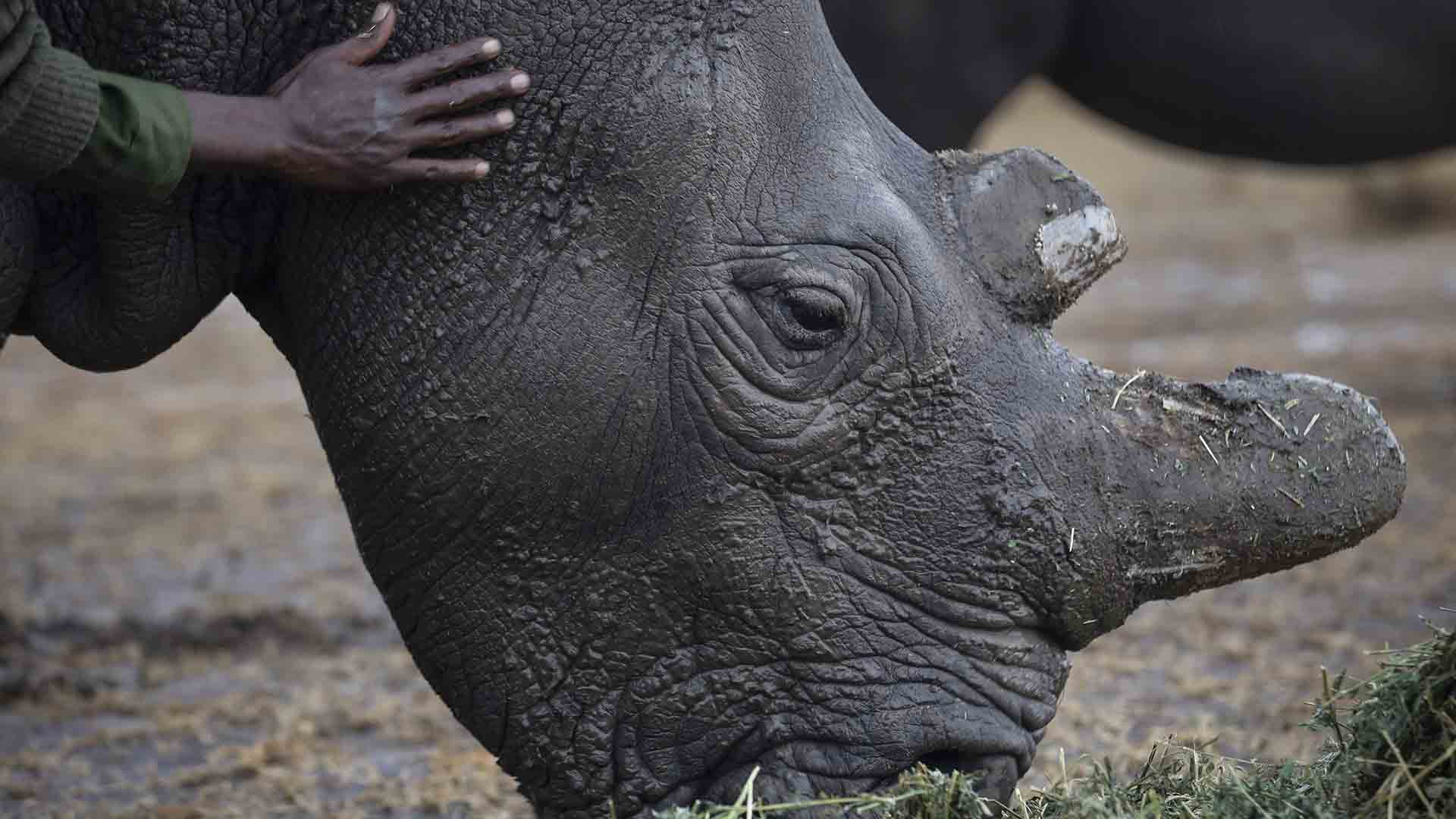 Muere 'Sudán', el último ejemplar de rinoceronte blanco del norte