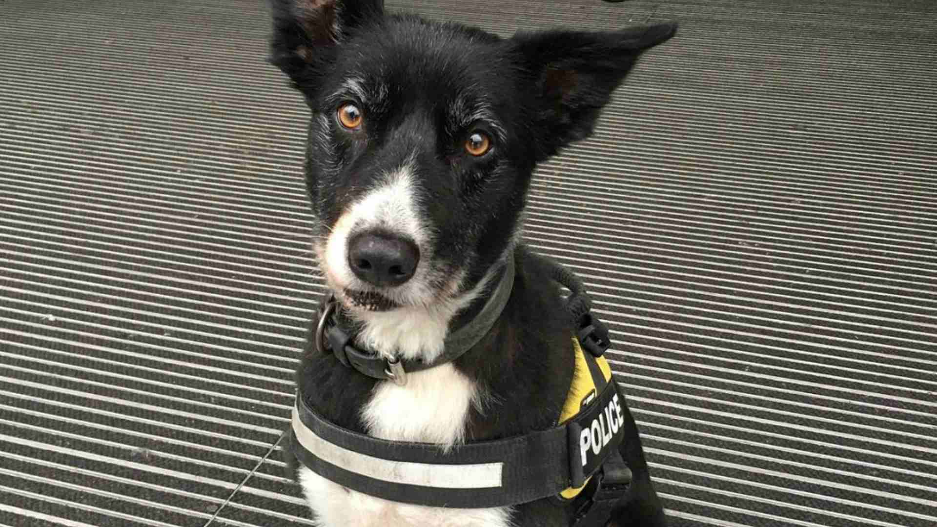 Premian a un perro policía por su heroica actuación en los atentados de Manchester
