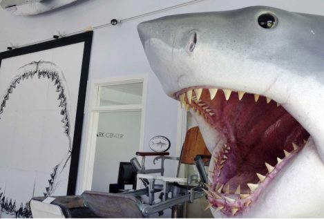 Roban en Australia el diente fósil de un tiburón gigante de la prehistoria