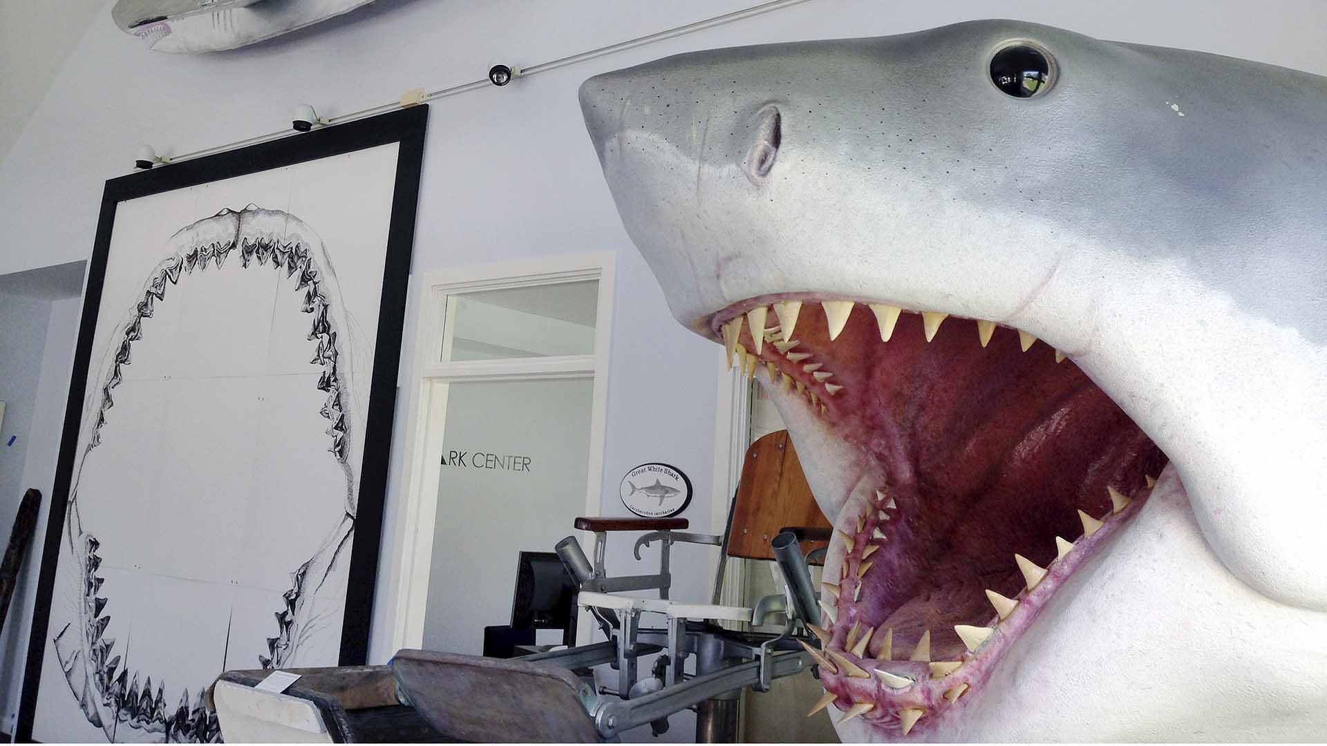 Roban en Australia el diente fósil de un tiburón gigante de la prehistoria